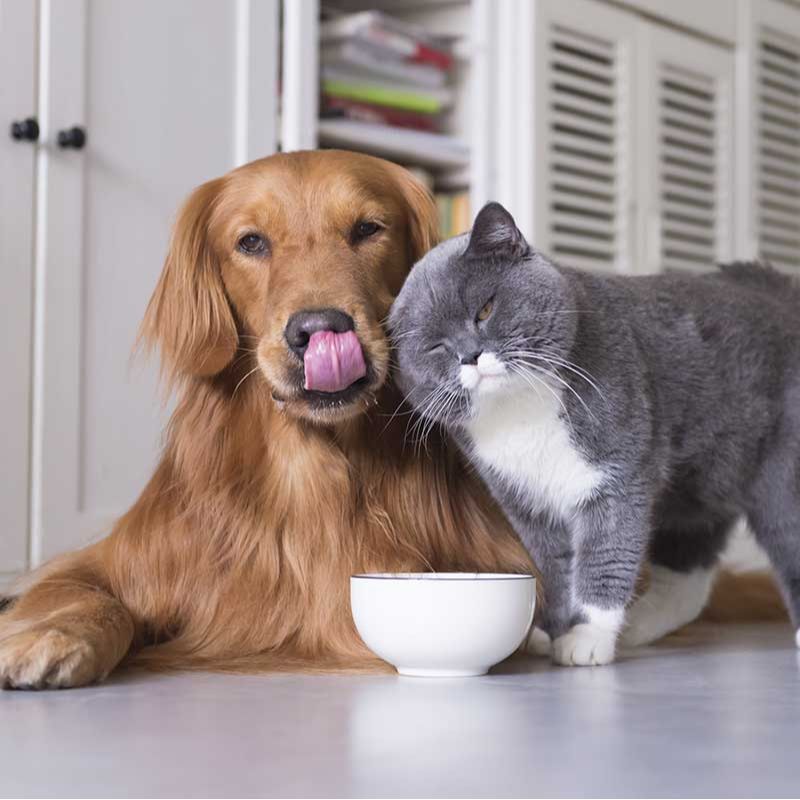 Pet Care